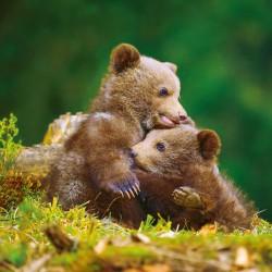 Poznámkový kalendář Zvířátka z lesa 2024, 30 x 30 cm