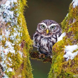 Poznámkový kalendář Zvířátka z lesa 2024, 30 x 30 cm