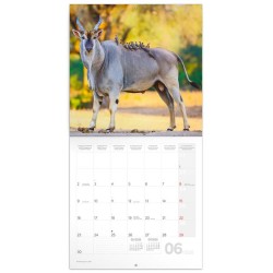 Poznámkový kalendář Divoká Afrika 2024, 30 x 30 cm