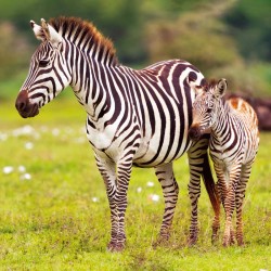 Poznámkový kalendář Divoká Afrika 2024, 30 x 30 cm