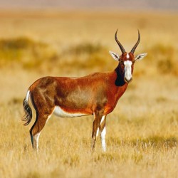 Poznámkový kalendář Divoká Afrika 2024, 30 x 30 cm