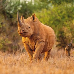 Poznámkový kalendář Divoká Afrika 2024, 30 x 30 cm