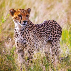 Poznámkový kalendář Divoká Afrika 2024, 30 x 30 cm