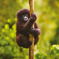 Poznámkový kalendář Divoká Afrika 2024, 30 x 30 cm