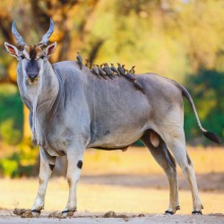 Poznámkový kalendář Divoká Afrika 2024, 30 x 30 cm