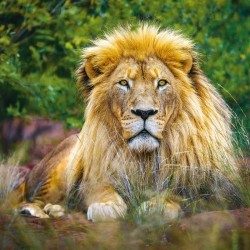 Poznámkový kalendář Divoká Afrika 2024, 30 x 30 cm