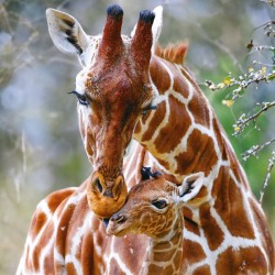 Poznámkový kalendář Divoká Afrika 2024, 30 x 30 cm