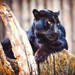 Poznámkový kalendář Divoká Afrika 2024, 30 x 30 cm