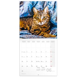 Poznámkový kalendář Kočky 2024, 30 x 30 cm