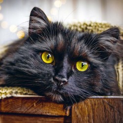 Poznámkový kalendář Kočky 2024, 30 x 30 cm