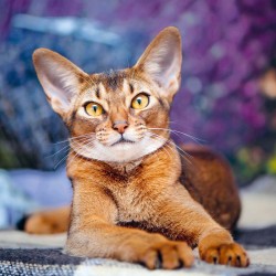 Poznámkový kalendář Kočky 2024, 30 x 30 cm