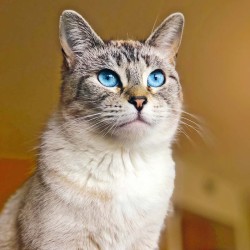 Poznámkový kalendář Kočky 2024, 30 x 30 cm