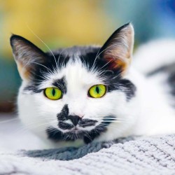 Poznámkový kalendář Kočky 2024, 30 x 30 cm