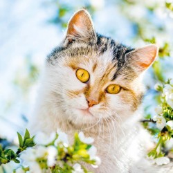 Poznámkový kalendář Kočky 2024, 30 x 30 cm