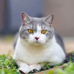 Poznámkový kalendář Kočky 2024, 30 x 30 cm