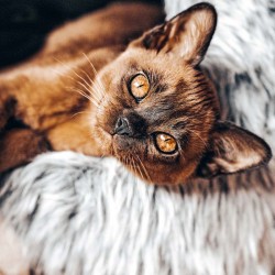 Poznámkový kalendář Koťata 2024, 30 x 30 cm