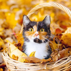 Poznámkový kalendář Koťata 2024, 30 x 30 cm