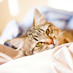 Poznámkový kalendář Koťata 2024, 30 x 30 cm