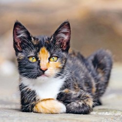 Poznámkový kalendář Koťata 2024, 30 x 30 cm