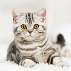 Poznámkový kalendář Koťata 2024, 30 x 30 cm