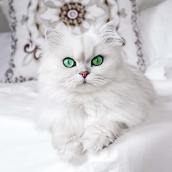 Poznámkový kalendář Koťata 2024, 30 x 30 cm