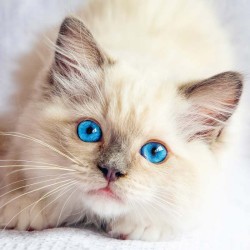 Poznámkový kalendář Koťata 2024, 30 x 30 cm