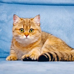 Poznámkový kalendář Koťata 2024, 30 x 30 cm