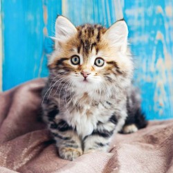 Poznámkový kalendář Koťata 2024, 30 x 30 cm