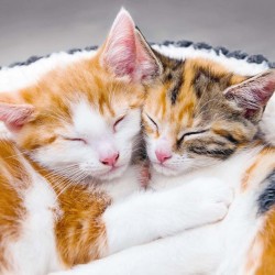 Poznámkový kalendář Koťata 2024, 30 x 30 cm