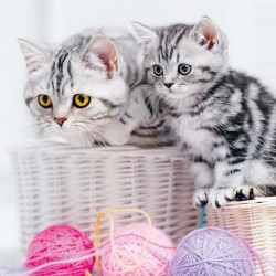 Poznámkový kalendář Koťata 2024, 30 x 30 cm