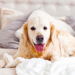 Poznámkový kalendář Psi 2024, 30 x 30 cm