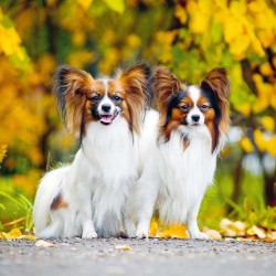 Poznámkový kalendář Psi 2024, 30 x 30 cm