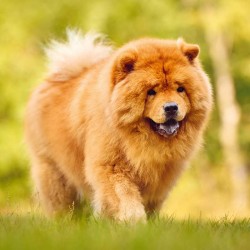 Poznámkový kalendář Psi 2024, 30 x 30 cm