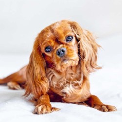 Poznámkový kalendář Psi 2024, 30 x 30 cm