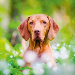 Poznámkový kalendář Psi 2024, 30 x 30 cm