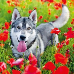 Poznámkový kalendář Psi 2024, 30 x 30 cm