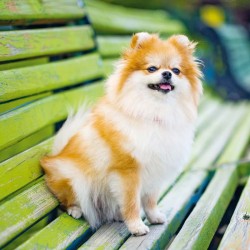 Poznámkový kalendář Psi 2024, 30 x 30 cm