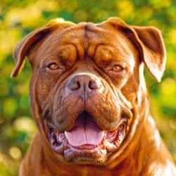 Poznámkový kalendář Psi 2024, 30 x 30 cm