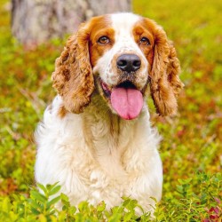 Poznámkový kalendář Psi 2024, 30 x 30 cm