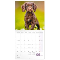 Poznámkový kalendář Štěňata 2024, 30 x 30 cm