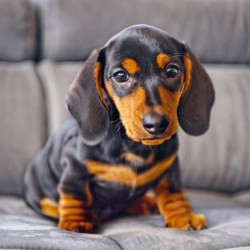 Poznámkový kalendář Štěňata 2024, 30 x 30 cm