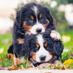 Poznámkový kalendář Štěňata 2024, 30 x 30 cm