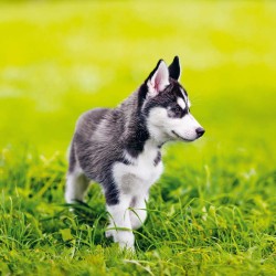 Poznámkový kalendář Štěňata 2024, 30 x 30 cm