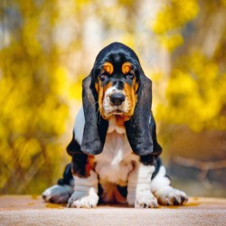 Poznámkový kalendář Štěňata 2024, 30 x 30 cm