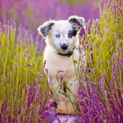 Poznámkový kalendář Štěňata 2024, 30 x 30 cm