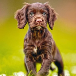 Poznámkový kalendář Štěňata 2024, 30 x 30 cm