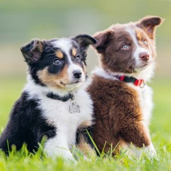 Poznámkový kalendář Štěňata 2024, 30 x 30 cm