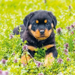 Poznámkový kalendář Štěňata 2024, 30 x 30 cm