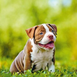 Poznámkový kalendář Štěňata 2024, 30 x 30 cm