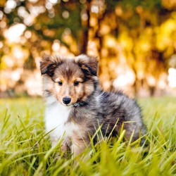 Poznámkový kalendář Štěňata 2024, 30 x 30 cm